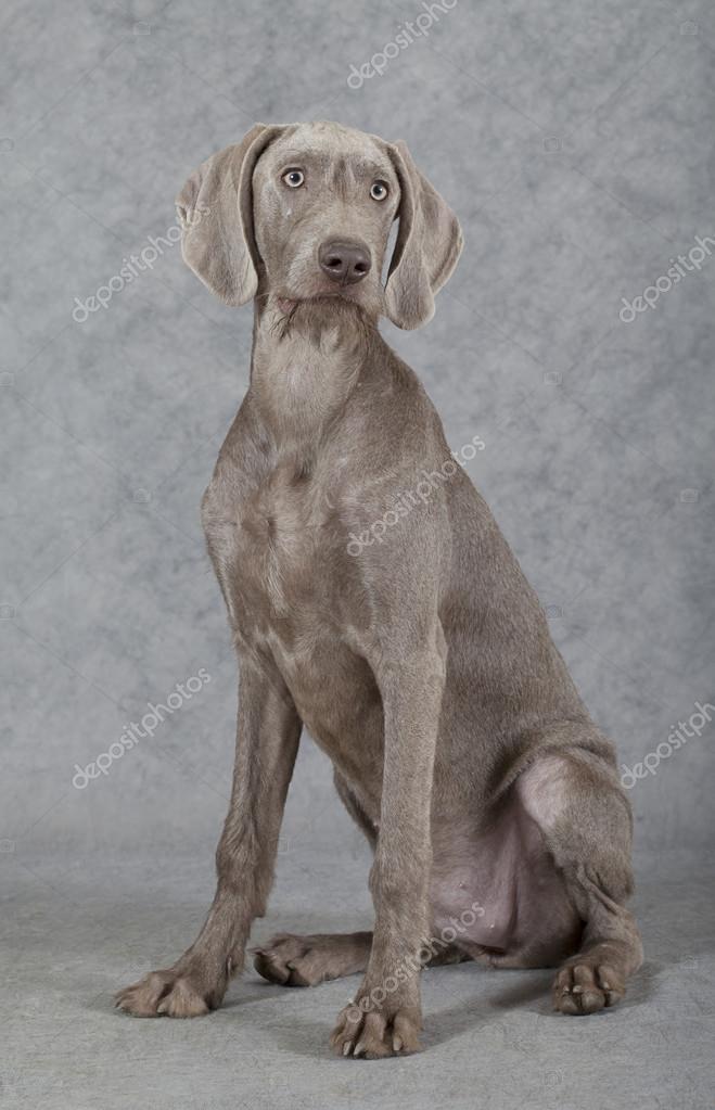 wirehaired weimaraner