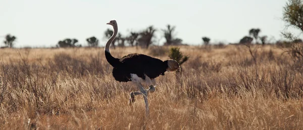 Erkek deve kuşu — Stok fotoğraf