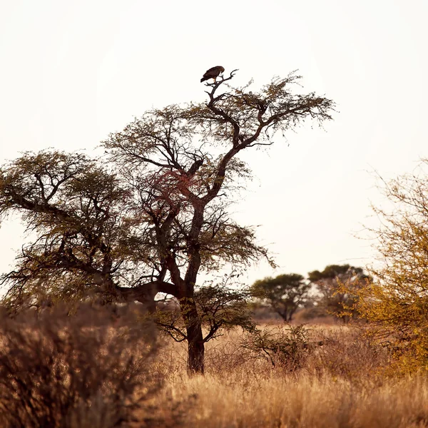 Acacia Tree in Africa — Stock Photo, Image