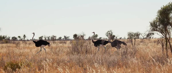 Male Ostriches running — Stock Photo, Image