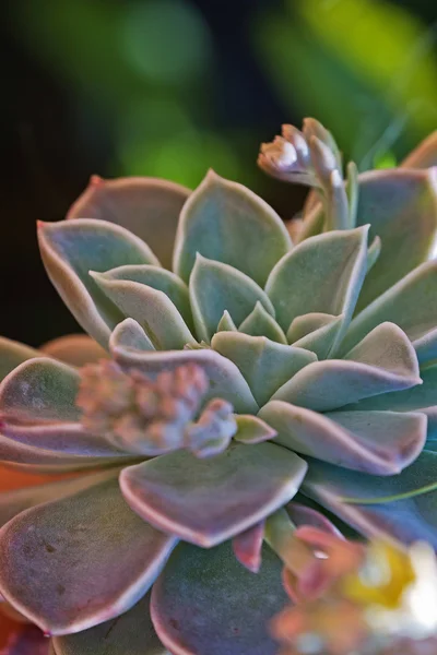 Planta suculenta — Fotografia de Stock