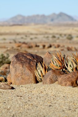 Namib Çölü peyzaj