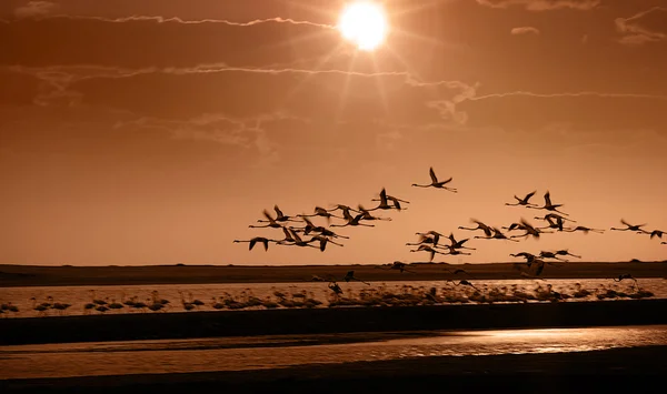 Günbatımına uçan flamingoları — Stok fotoğraf