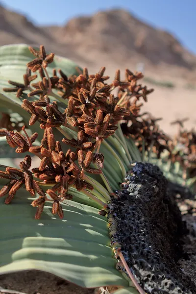 Welwitschia Mirabilis — Stok fotoğraf