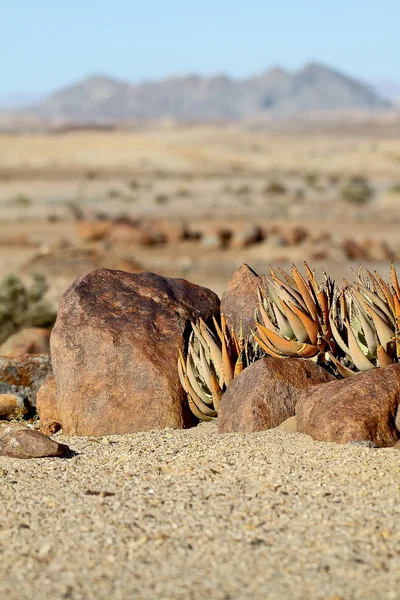 Paysage du désert de Namib — Photo