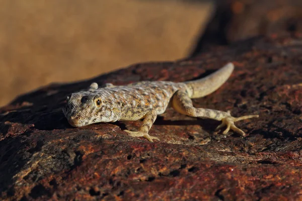 Desert Gecko — Stock Photo, Image