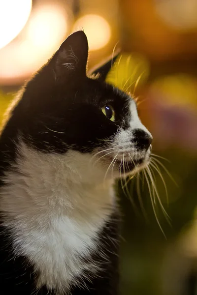 Gato doméstico — Fotografia de Stock