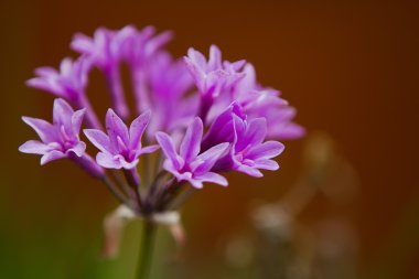 Wild Garlic Purple Flower (Allium Tulbaghia Violacea) clipart