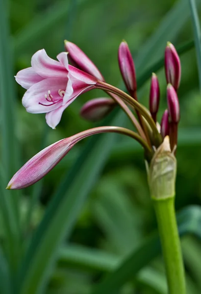 Pink Day Lily — Stock Photo, Image