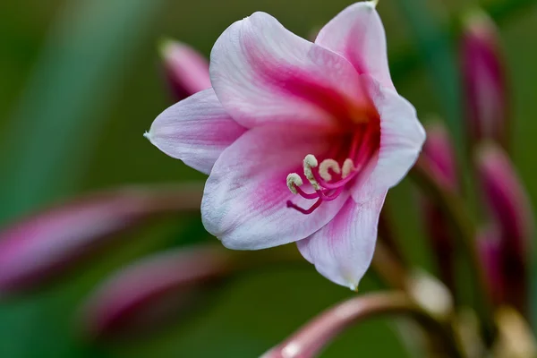 Roze dag lily — Stockfoto