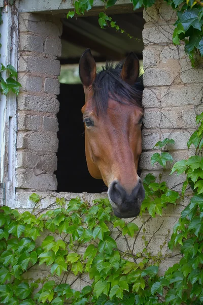 Horse Head — Stock Photo, Image