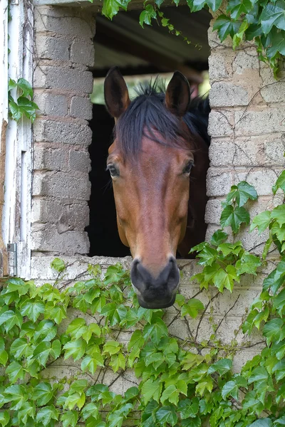 Koňské hlavy — Stock fotografie