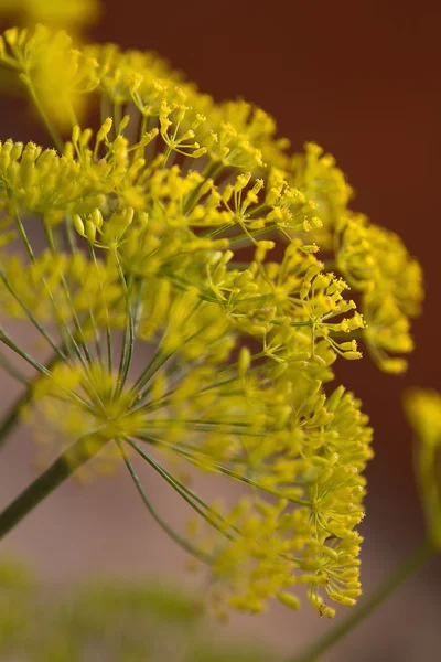 Dereotu (Anethum graveolens) veya Lao kişniş
