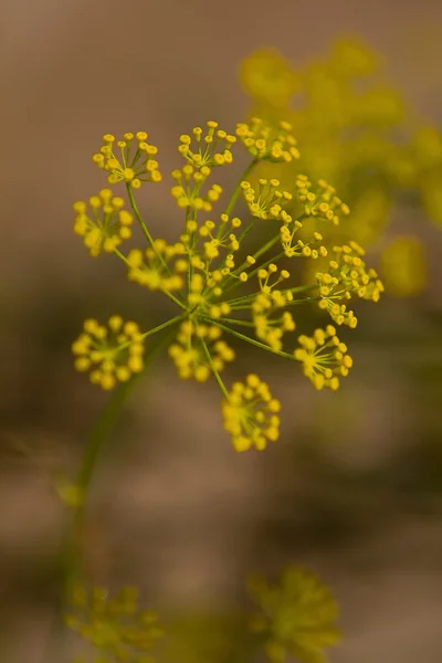 Dereotu (Anethum graveolens) veya Lao kişniş