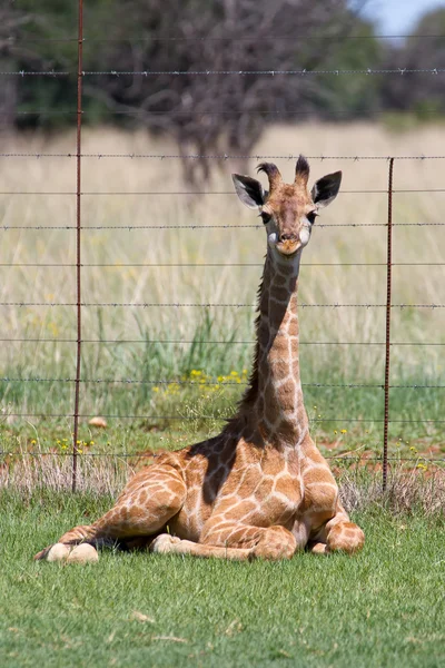 Young Giraffe — Stock Photo, Image