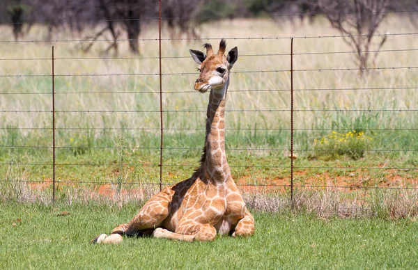 Young Giraffe — Stock Photo, Image