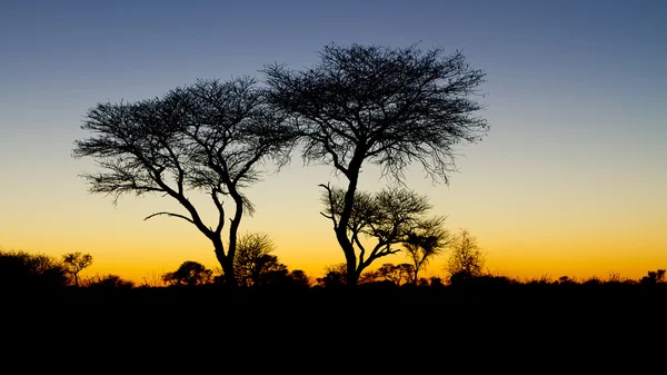 Nascer do sol no Kalahari, Botsuana — Fotografia de Stock
