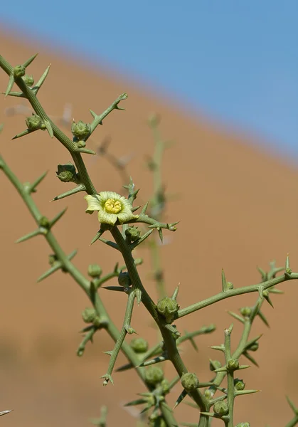 사막! 나라 식물 꽃 (Acanthosicyos Horridus) — 스톡 사진