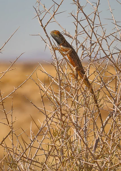 AGAMA ящірка, Наміб — стокове фото