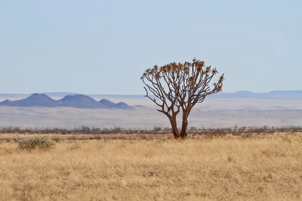 Köcherbaum oder Kokerboom, Namibia — Stockfoto