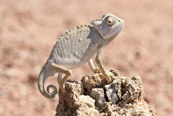 Wüstenchamäleon, Namibia — Stockfoto