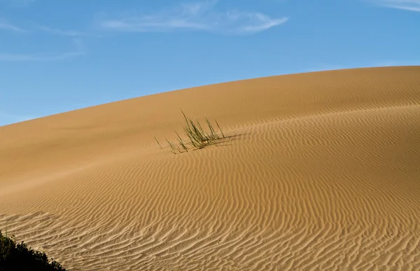 Dunas de arena — Stockfoto