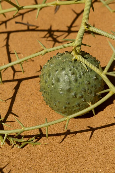 Pustyni! nara roślin, owoców (acanthosicyos horridus) — Zdjęcie stockowe