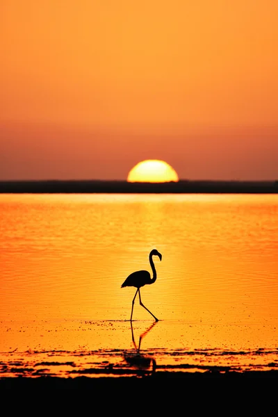lagün gölet ve göllerde flamingo