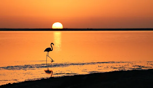 lagün gölet ve göllerde flamingo
