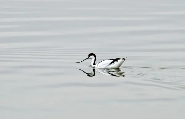 AVOCET pairando em uma lagoa — Fotografia de Stock