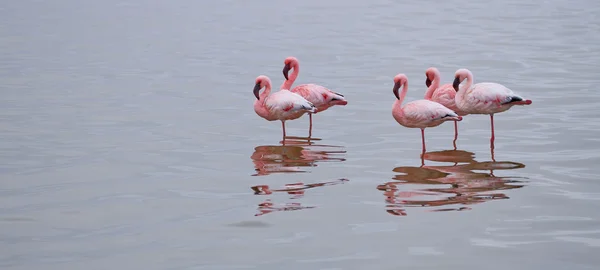 Flamingo watet in der Lagune — Stockfoto