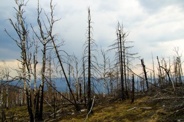 Ahşap bir yangından sonra bir yıl içinde