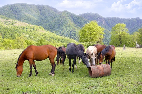 mera üzerinde atlar