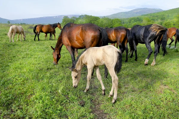mera üzerinde atlar