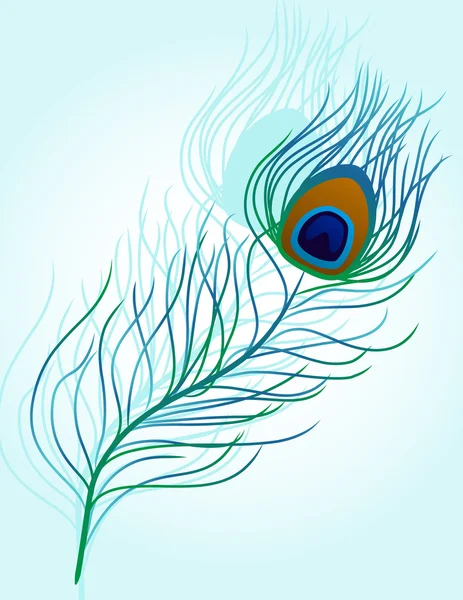 Vector feather of peacock bird Vector Graphics
