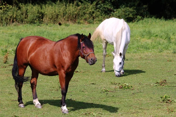 Horses — Stock Photo, Image