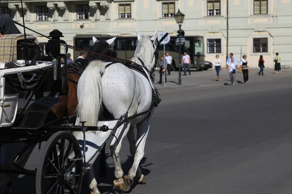 Horse buggy in Vienna — Stock Photo, Image