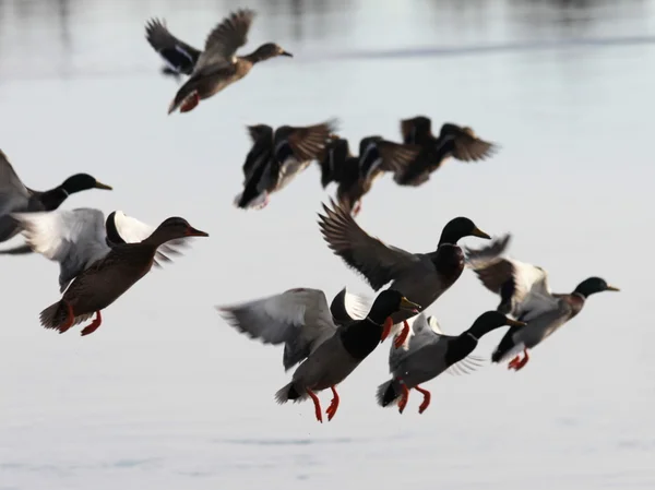Ducks in the air — Stock Photo, Image