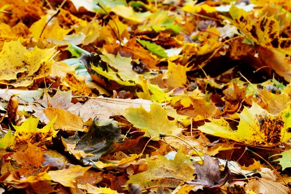 Hojas amarillas y marrones en otoño — Foto de Stock