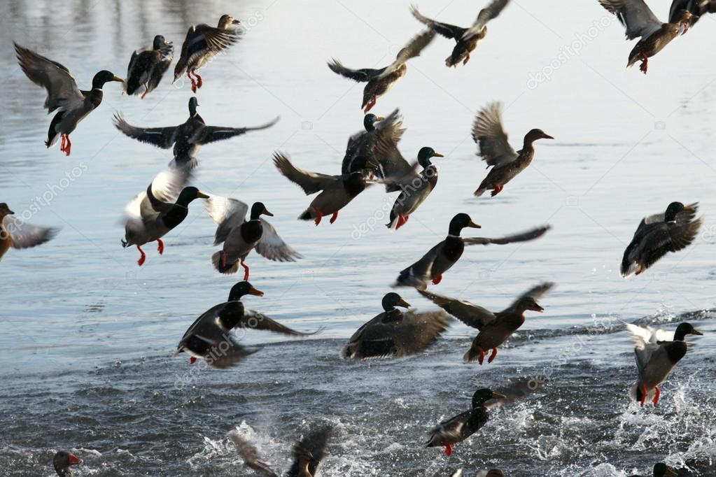 Ducks starting to fly
