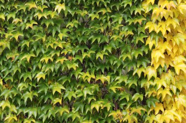 Ivy ile kaplı duvar