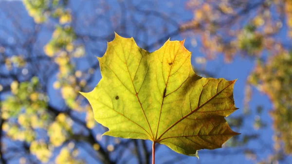 Hoja de arce verde en otoño — Foto de Stock