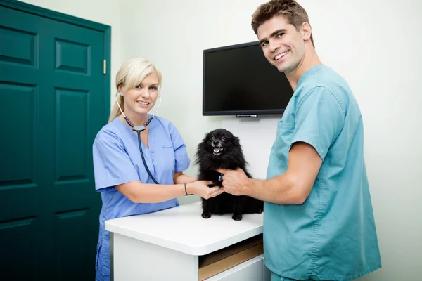 Jovens médicos veterinários examinando um cão — Fotografia de Stock