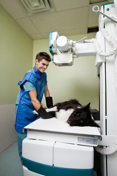 Röntgen av hund vid veterinär klinik — Stockfoto