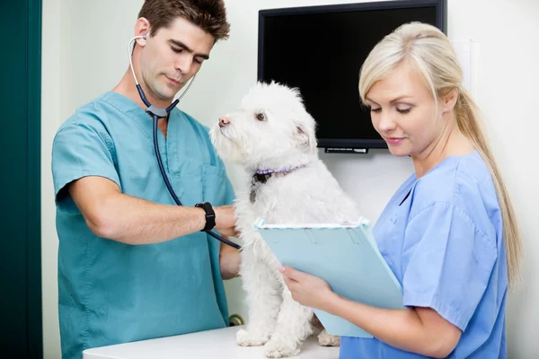 Állatorvos orvos megvizsgálja a kutya női nővér klinikán — Stock Fotó