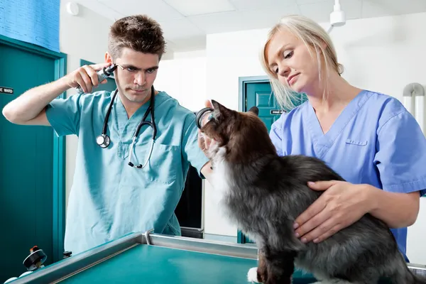 Jóvenes médicos veterinarios examinan a un gato — Foto de Stock