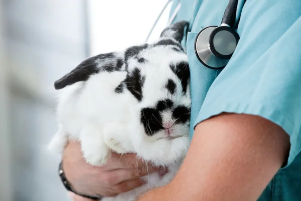 Bir tavşan taşıyan erkek veteriner Doktor orta kısmında — Stok fotoğraf