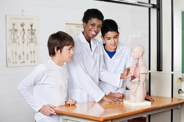 Professor com estudantes e modelo anatômico no laboratório — Fotografia de Stock