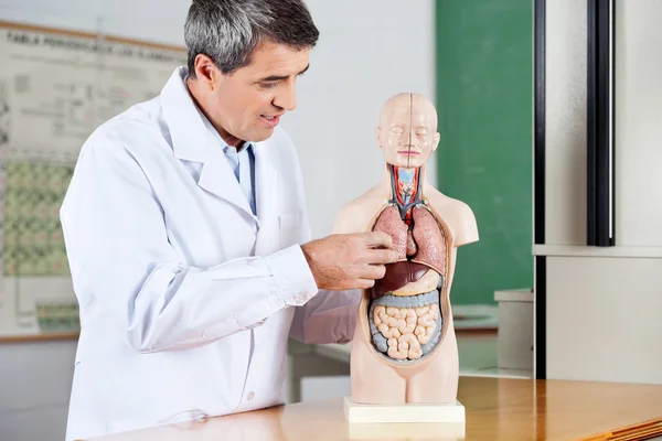 Professor analysera anatomisk modell vid skrivbord — Stockfoto