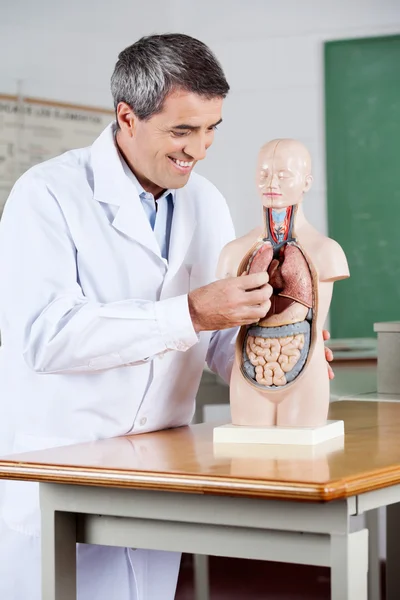Heureux professeur examinant le modèle anatomique — Photo